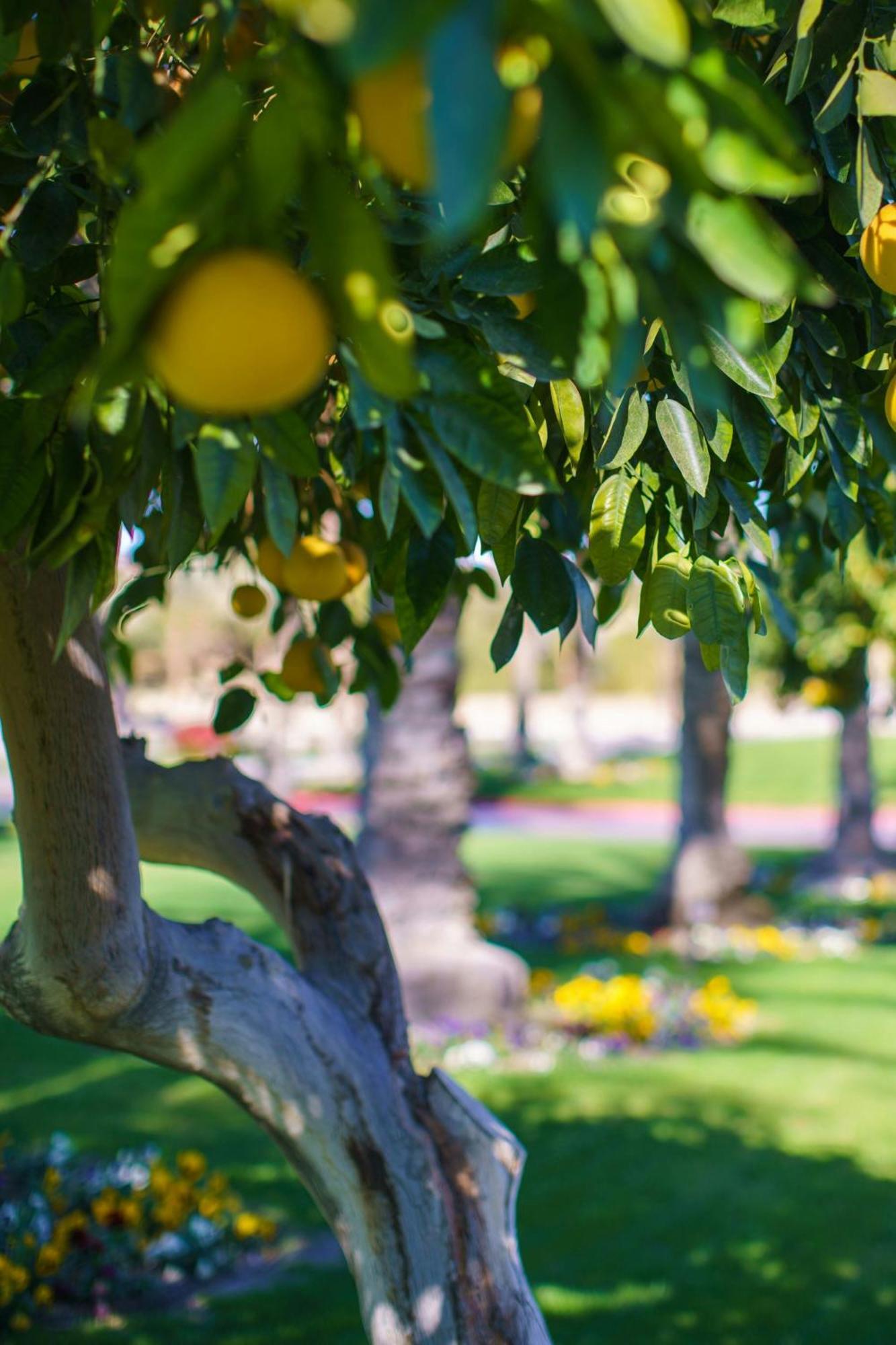 Resort The Westin Golf & Rancho Mirage